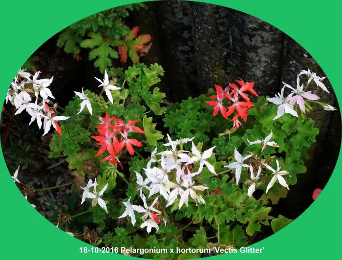 Vectis Geranium Geranium- Tuinadvies Nederland