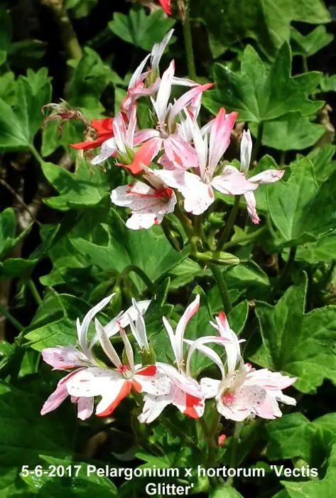 Vectis Geranium Geranium- Tuinadvies Nederland