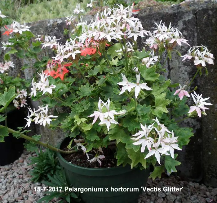 Vectis Geranium Geranium- Tuinadvies Nederland