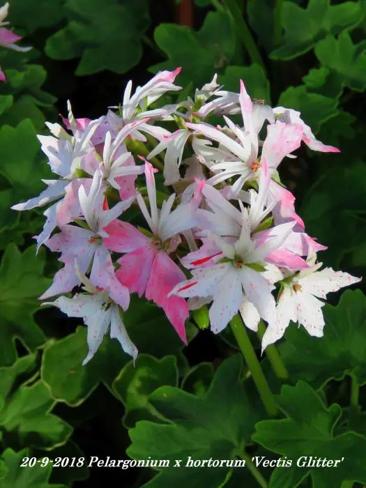 Vectis Geranium Geranium- Tuinadvies Nederland