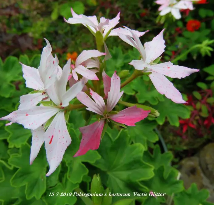 Vectis Geranium Geranium- Tuinadvies Nederland