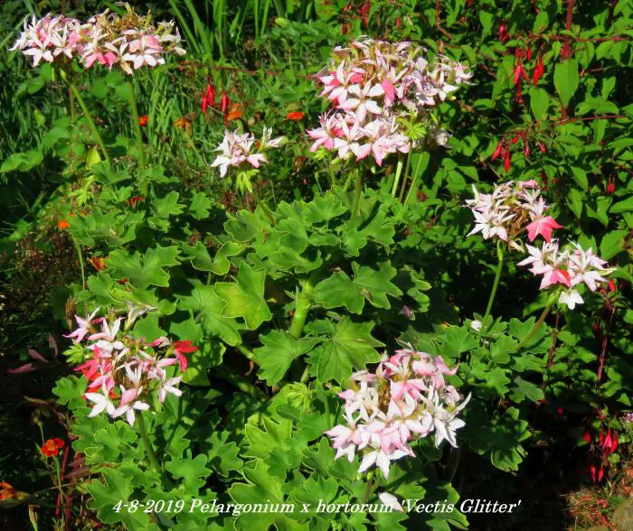 Vectis Geranium Geranium- Tuinadvies Nederland