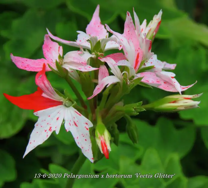 Vectis Geranium Geranium- Tuinadvies Nederland