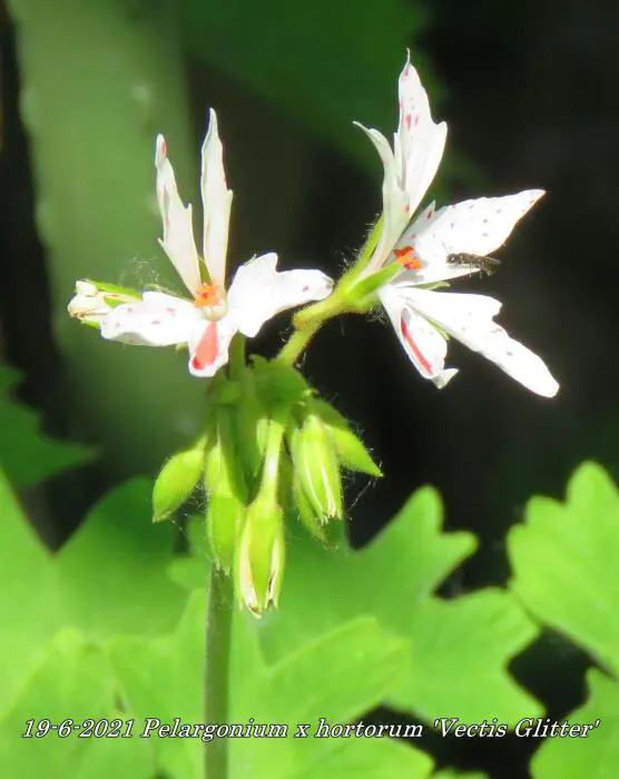 Vectis Geranium Geranium- Tuinadvies Nederland