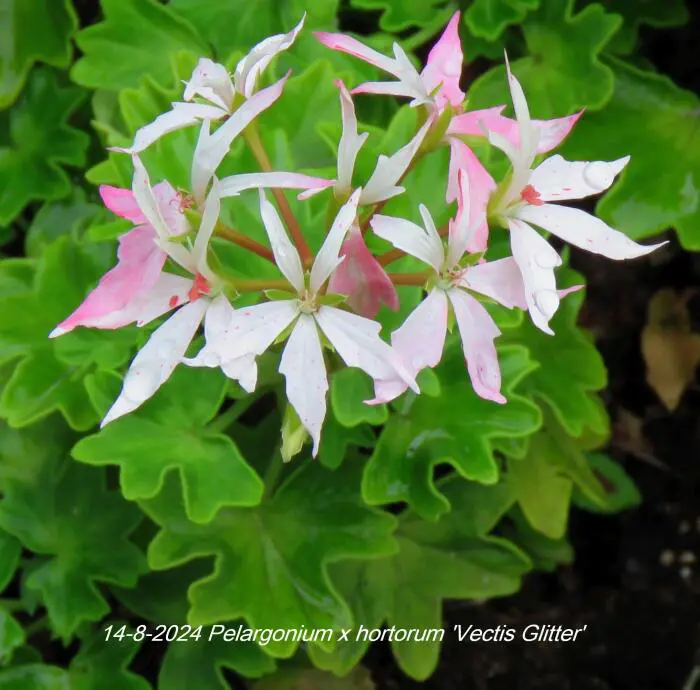 Vectis Geranium Geranium- Tuinadvies Nederland