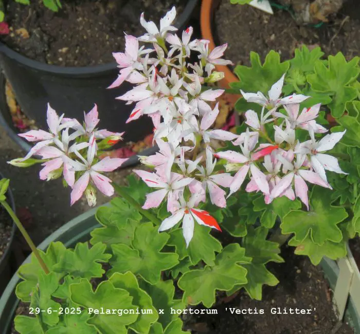 Vectis Geranium Geranium- Tuinadvies Nederland