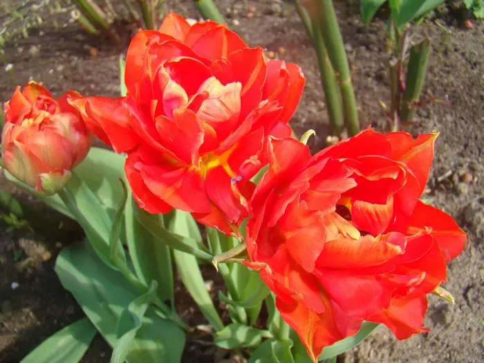 Tulp- Tuinadvies Nederland