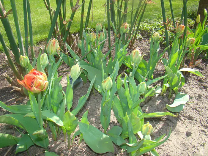 Tulp- Tuinadvies Nederland