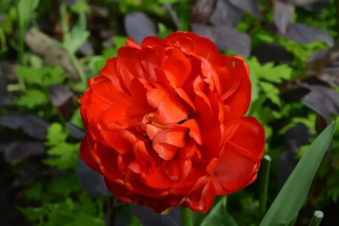 Tulp- Tuinadvies Nederland
