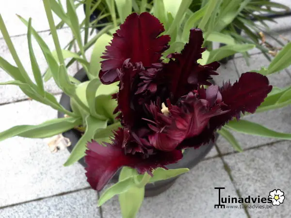 Tulp- Tuinadvies Nederland