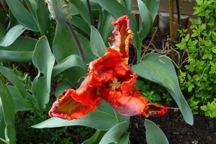 Tulp- Tuinadvies Nederland