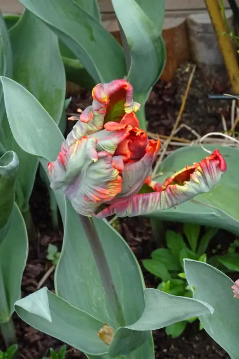 Tulp- Tuinadvies Nederland
