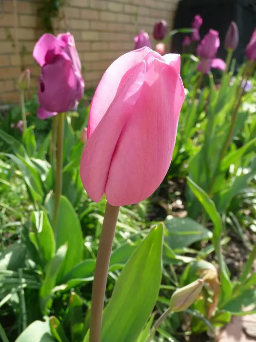 Tulp- Tuinadvies Nederland