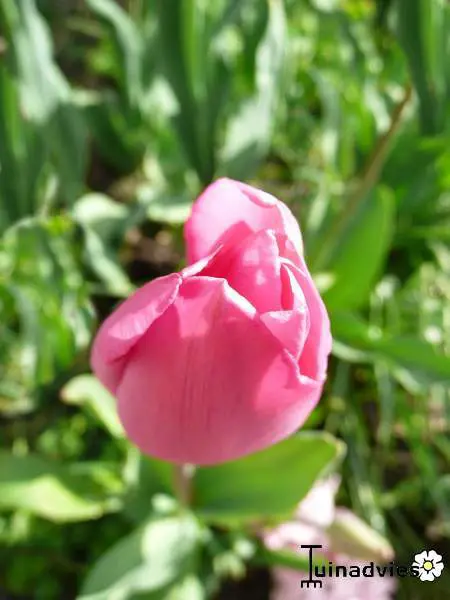 Tulp- Tuinadvies Nederland