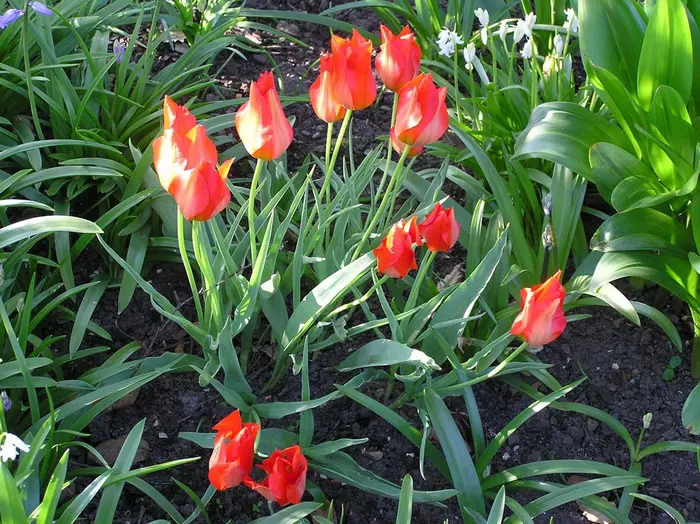Roba Tulp Tulp- Tuinadvies Nederland