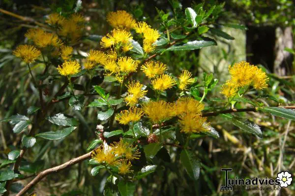 Azara- Tuinadvies Nederland