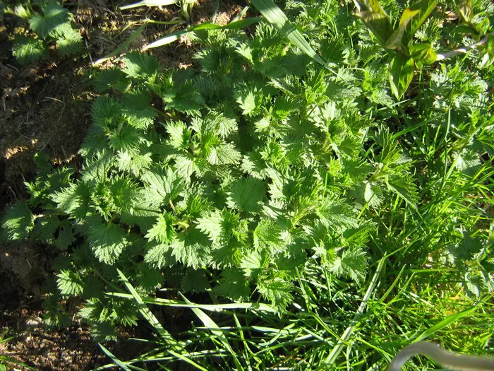 Grote brandnetel- Tuinadvies Nederland