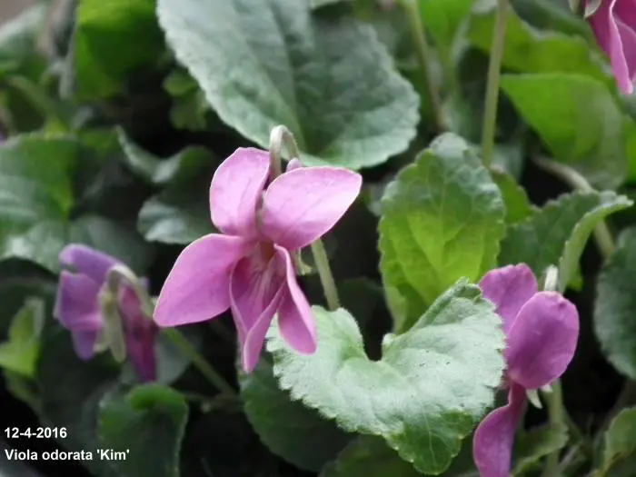 Viola odorata - maarts viooltje kopen - Maréchal Viola odorata - maarts viooltje kopen - Maréchal