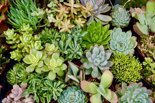 Succulenten