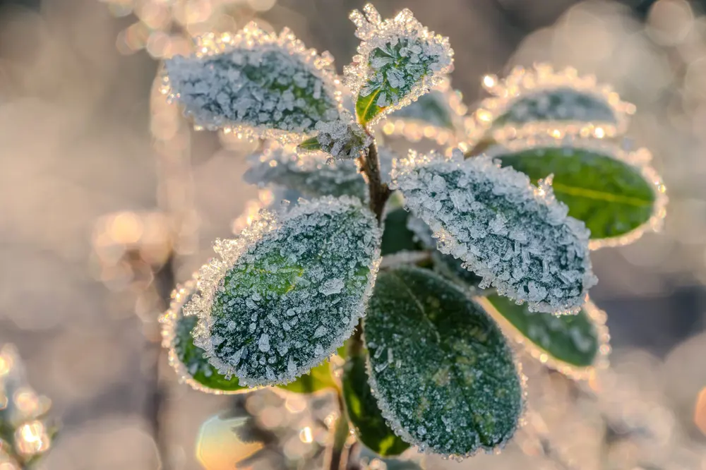 Winterbescherming voor potplanten, winterbescherming voor planten Winterbescherming voor potplanten, winterbescherming voor planten